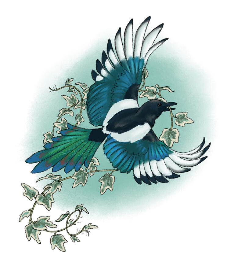 Magpie illustration commissioned for a wedding