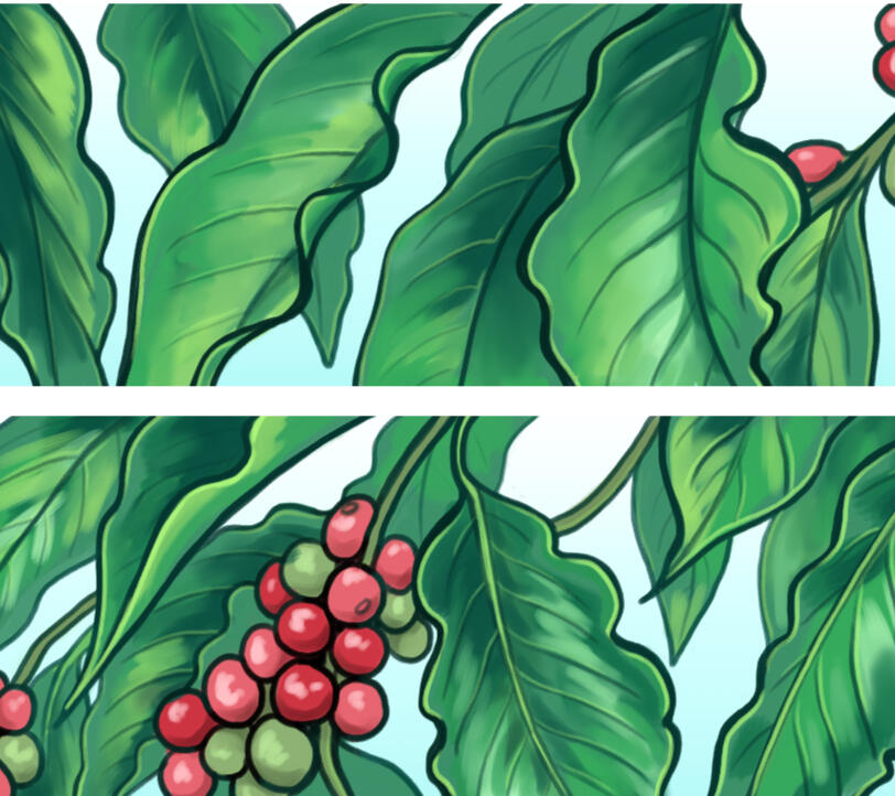 Banner illustrations made for The Orkney Roastery